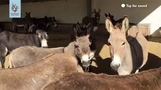 Chorus of donkeys