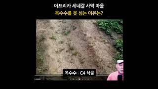 아프리카 세네갈 사막마을, 옥수수를 안 심는 이유는?   #새마을_세네갈