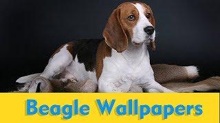 Beagle Wallpapers !! Beagle Photos !! Essence Wallpaper !!