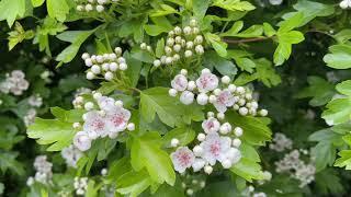 Hawthorn May Tree Blossom 2023