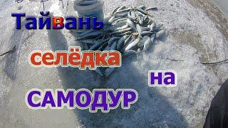 Рыбалка огонь селёдка атакует самодур, Тайвань.  Приморский край.