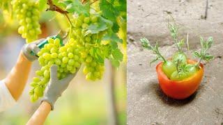 The method of growing grapes at home || growing grape tree with tomato