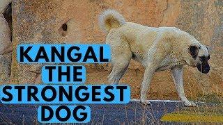 Kangal Shepherd - Dog Breed with Strongest Bite Force