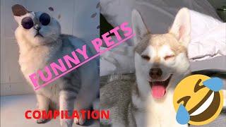 FUNNY PETS COMPILATION #1 || RANDOM VIDEOS HD