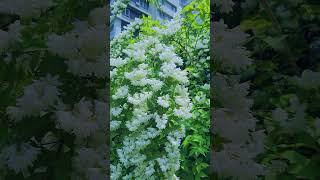 nature of beauty #reels #flowers #youtubeshorts  #drone #travel
