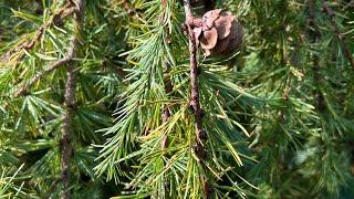 Larix decidua, the European larch Tree ID