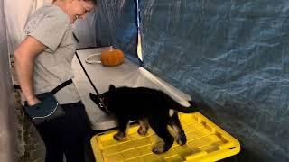 Experience Matters! Amazing "Franco" 10 Wk Halloween Agility Course 2024 Home Raised Protection