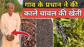 गांव के प्रधान ने की काले चावल की खेती और दी पूरी जानकारी || Black Rice Farming in Hindi #KalaChawal