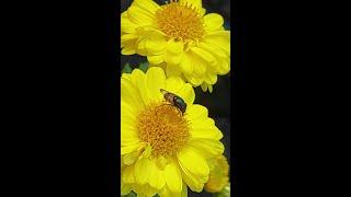 BEE ON FLOWER | #short | BEE ON FLOWER VIDEO | BEES | BEE ACTIVITY | HONEY BEE | BEE FLOWER HONEY