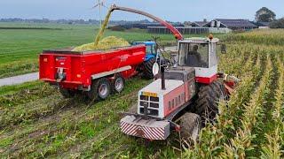 Mais oogst 2024 met STEYR 8300. bij Melkveeb,  Mts Overgaauw- Vergeer.  4K.