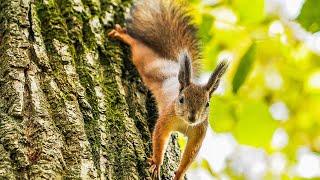 South Moscow Squirrels