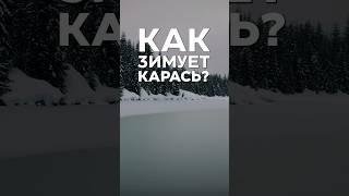 Как зимует карась?