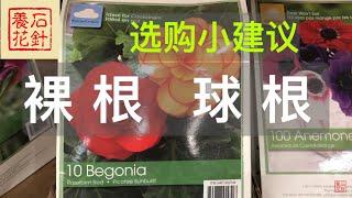 [石针养花]三、四月份是购买当年开花的裸根、球根花卉的好时间，不要错过