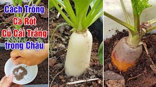 Cách trồng cà rốt và củ cải trắng trong chậu.