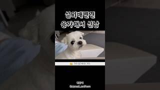 #실외배변 #강아지 응가하고 #신남