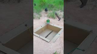 Technique Underground Bird Trap #youtubeshorts