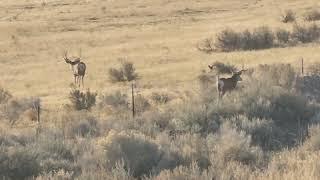 Trophy Mule Deer In The Wild!!  3 Big Bucks!!