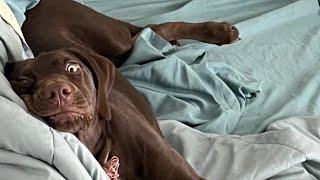 Talking dog, saying actual words, the latest on Reese’s vocabulary. To help her, see the description