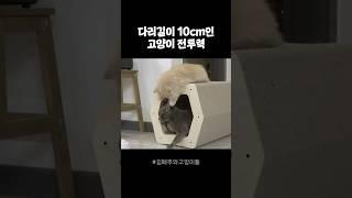 다리 짧다고 무시하지마