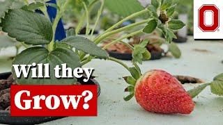 Growing Strawberries in an Aquaponic System