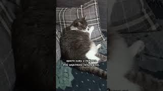 подсказать что то женщина?#батон#котик#юмор#шортс#2025 .
