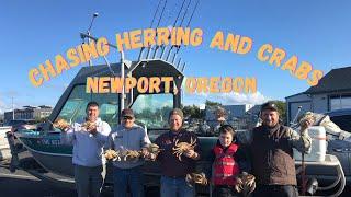 I Pulled One Of My Crab Pots! Herring Fishing And Crabbing. #herringfishing #newportoregon #crabbing