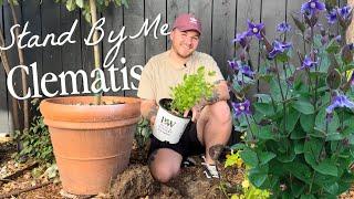 Planting Stand By Me Clematis, My Dream Plant!  || Visit Our Garden