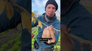 Как увеличить урожай на дереве