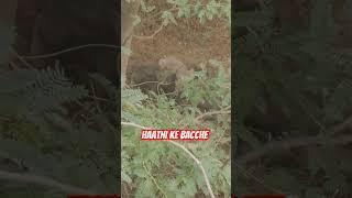 Haathi Ke #Bacche| #Elephant Baby