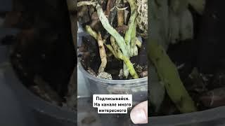 #annaorh #орхидеи #новоевидео