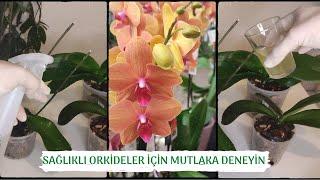 Orchid care. Nettle cure application against fungi and insects, which excites orchids.