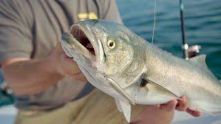 How To: Topwater Fishing for Bluefish | NEW Hogy Surface Eraser