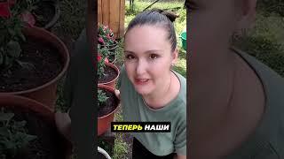 Как правильно поливать петунии 