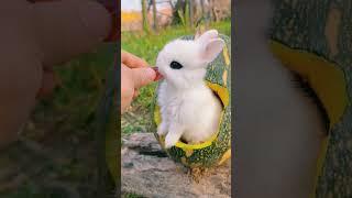 beautiful baby rabbit ever - #rabbit #rabbits #babyrabbit #shorts #short #cuterabbit #beautiful