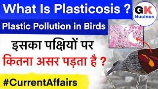 What Is Plasticosis ? Plastic Pollution In Birds | #gknucleus #upsc #currentaffairs #sarkarinaukri