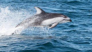 Pacific White Sided Dolphins with Eagle Wing Whale & Wildlife Watching Tours