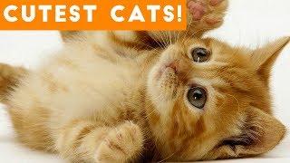 Ultimate Cute and Funny Cat Compilation 2018 | Funny Pet Videos