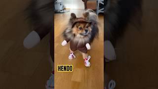 Cutest little teddy bear with shoes and post uniform #shorts #cute #pomeranian