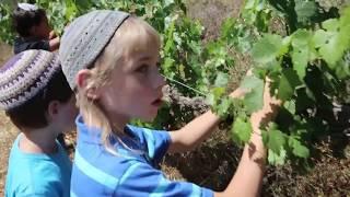 כיתות ב' - עוד תטעי כרמים בהרי שומרון - אירוע יום ירושלים - קדומים התשע"ז