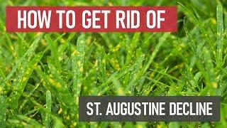 How to Get Rid of St. Augustine Decline [Lawn Fungus & Disease]