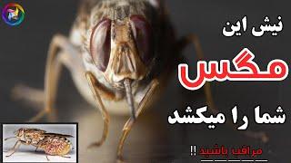 The most dangerous insect in the world (Tsetse)