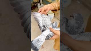 Pigeon lover️ shook pigeon🫀 #pigeonhouse #ytviral #kabootarloft05 #shook #pigeon#shorts#shortsfeed