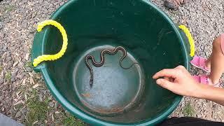 Catch and Cook With Garter Snakes 