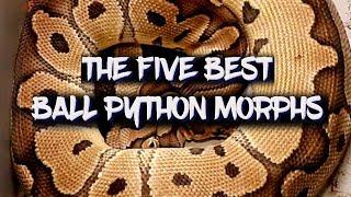 The five best ball python morphs!