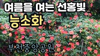 부천 중앙공원 능소화 만개(7월 3일). 사진찍기 좋은 곳.