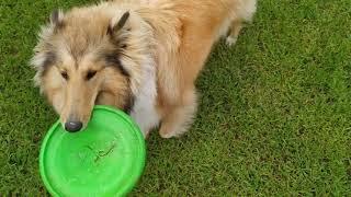 Jessie Rough Collie plays with a Frisbee