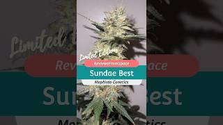 SUNDAE BEST REVIEW!!! MEPHISTO GENETICS!!! WATCH TILL THE END!!!