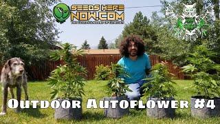 Outdoor Autoflower Update 4- Cannabis Seed to Harvest Series- High Altitude Outdoor Marijuana