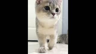 Groovy Cat Dancing to the Beat!  | Must-Watch Cat Dance Moves #shortsfunny #catsofyoutube