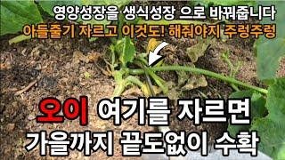오이 이거를하면! 한줄기에서 100개씩수확 열리고 또열리고 계속 열려요! #오이재배 #오이키우기 #오이곁순제거 #오이많이열리게하기 #오이거름 #korea #garden #farm